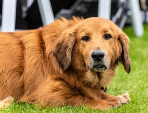 Basset Retriever (Basset Hound x Golden Retriever)